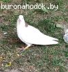 Белый голубь